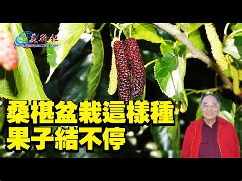 桑椹樹種植